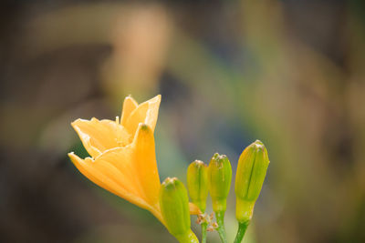 Close-up of yellow flower bud