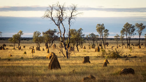 savanna