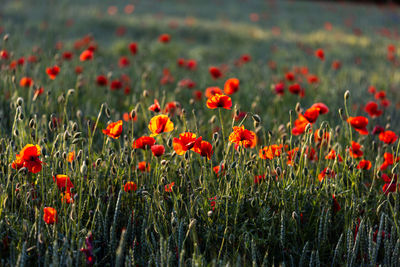 Beautiful red poppies at sunset. field with blooming poppies. green stems and red flowers.