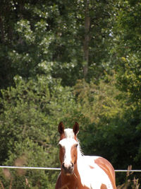horse