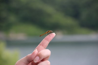 Cropped image of hand holding insect