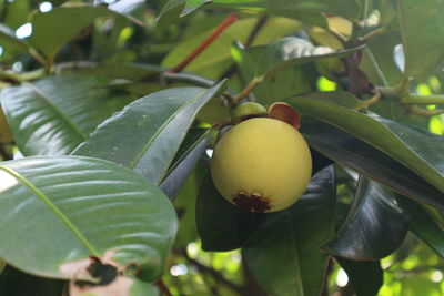 fruit