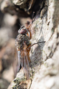 Close-up of insect