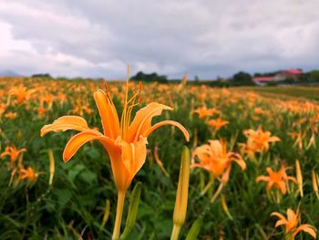 Close-up of yellow flowers blooming on field against sky