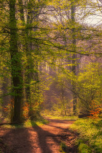 Trees in forest during autumn