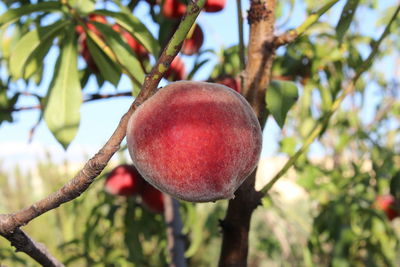 Close-up of fruits on branch