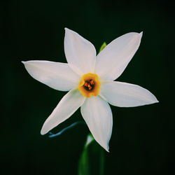 Close-up of flower against black background