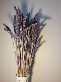 Close-up of dry plant in vase against wall