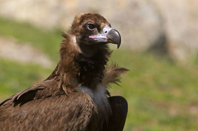 Close-up of a bird looking away