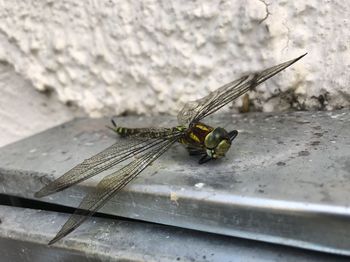 Close-up of damselfly on leaf