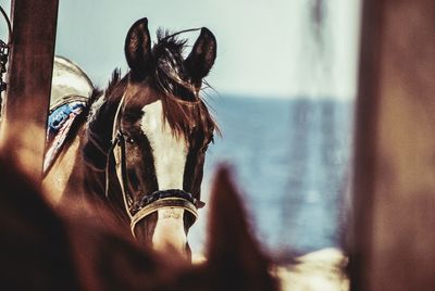 Close-up of horse against sky