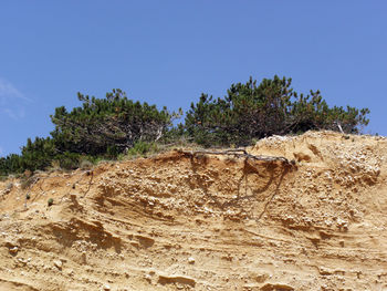 Trees on landscape against clear blue sky