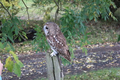 Close-up of bird perching on branch