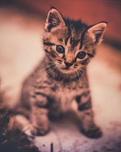 Close-up of kitten sitting on floor