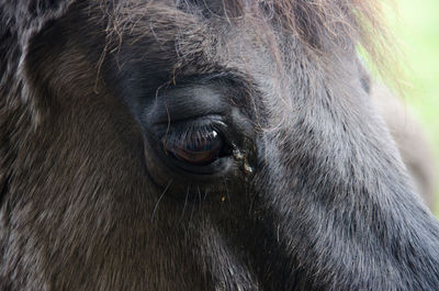 Close-up portrait of a monkey