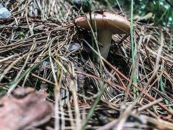 High angle view of bird in nest