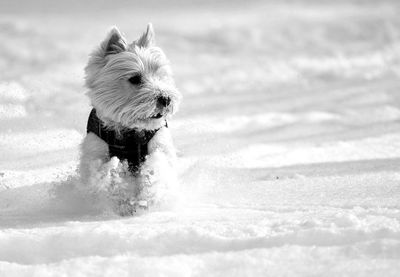Close-up of west highland white terrier on snow covered field