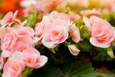 Close-up of pink flowering plants