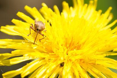 Close-up of insect on yellow flower