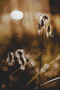 Close-up of dry flowers on illuminated plant