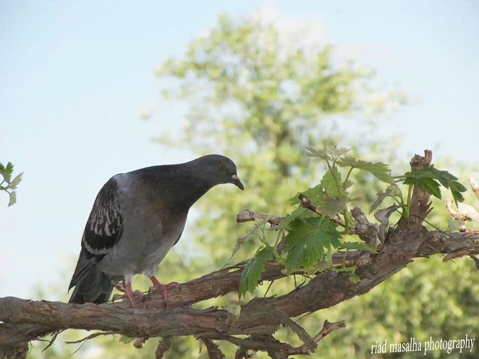 animals in the wild, animal themes, bird, wildlife, low angle view, tree, perching, branch, one animal, focus on foreground, clear sky, nature, day, close-up, outdoors, sky, no people, full length, two animals, leaf