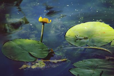 Close-up of jellyfish swimming in water
