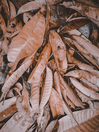 Full frame shot of dried autumn leaves on tree