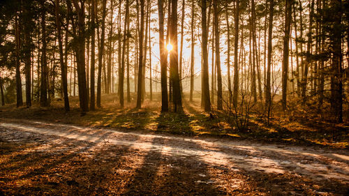 View of pine trees in forest