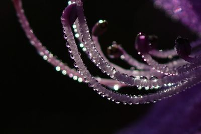 Close-up of water drops on flower