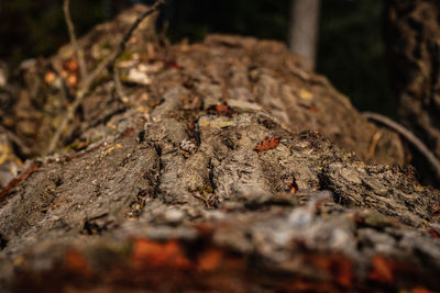 Close-up of dead tree on field in forest