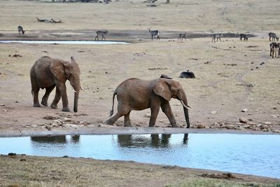 Elephants on riverbank