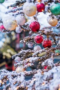 Close-up of snow on tree