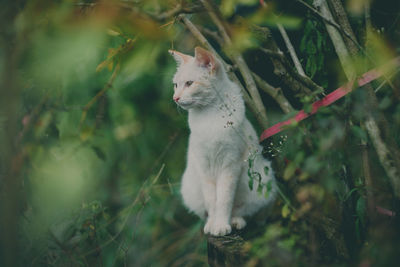 Full length of a cat looking away