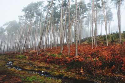 Trees in forest against sky