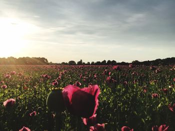 View of flowering plants on field against sky