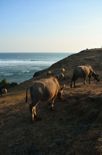 Horses in the sea