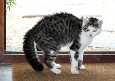 Close-up of cat standing on doormat