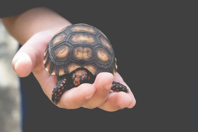 Close-up of hand holding turtle