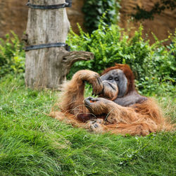 Close-up of monkey on tree in field