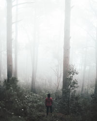 Rear view of man in forest during foggy weather