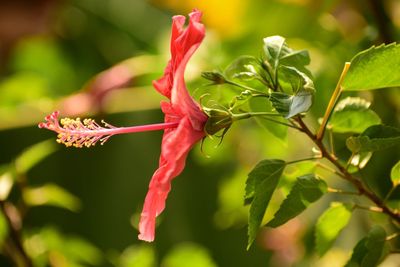 Close-up of red flowering plant