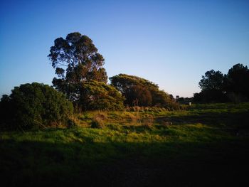 Trees on field against clear blue sky