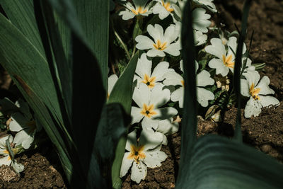 High angle view of white flowering plant