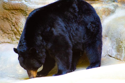 Close-up of black cat