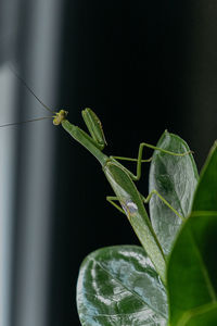 Close-up of grasshopper on plant