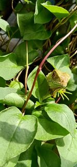 Close-up of green lizard on plant