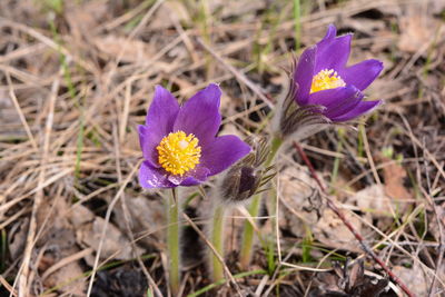 Close-up of purple crocus blooming on field