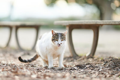 White cat walking in front of wooden benches