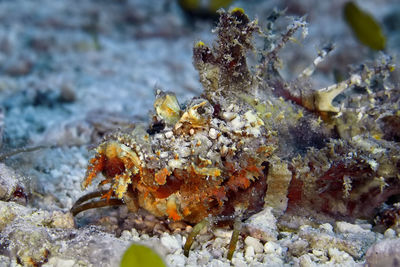 Close-up of coral in sea