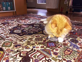 Cat on rug at home